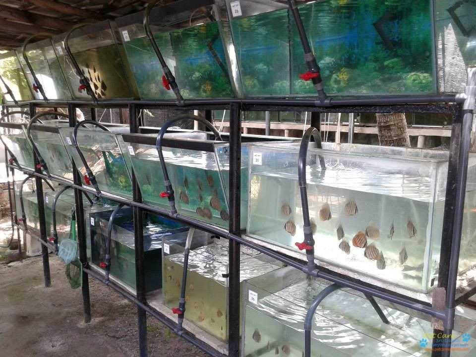 Как ухаживать за рыбками и за аквариумом правильно: информация для начинающих