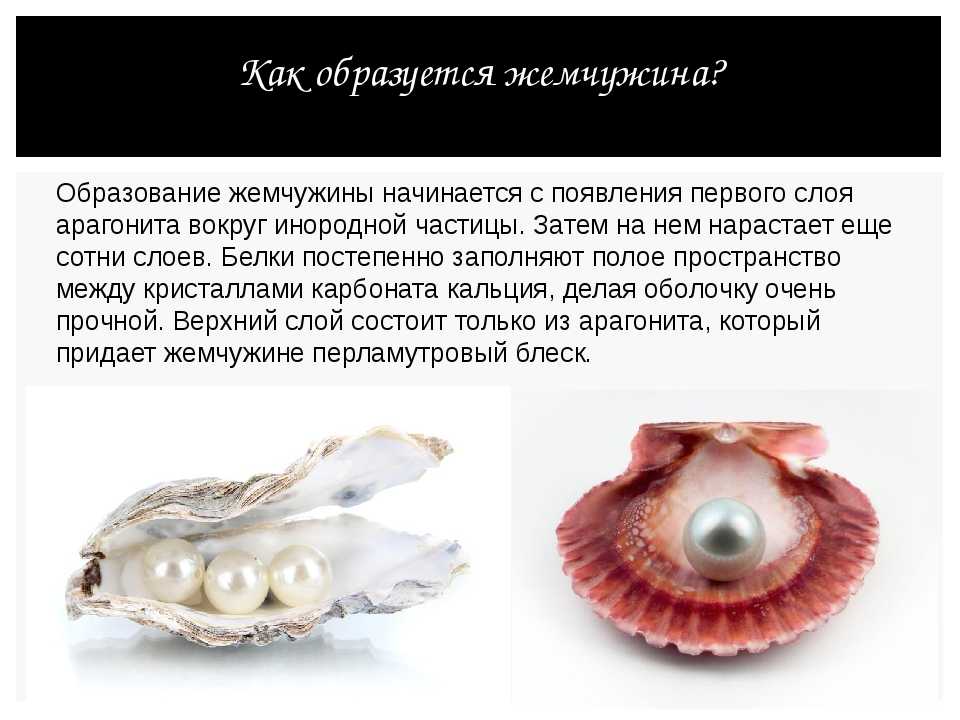Сделайте вывод о значении о раковины в жизни моллюсков.из чего образуются раковины... - учирунет