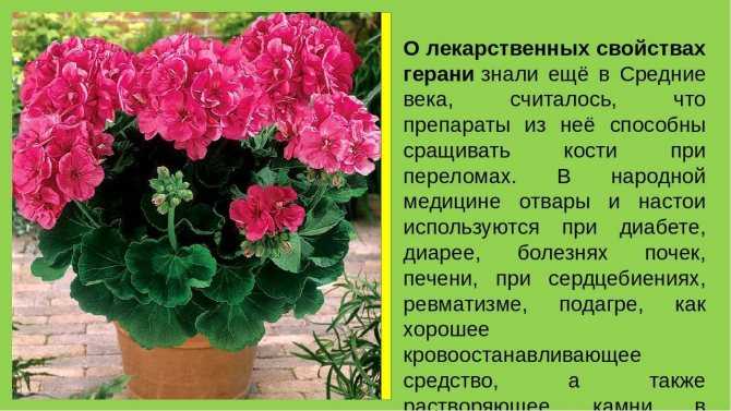Комнатные цветы для дома с фото и названиями
