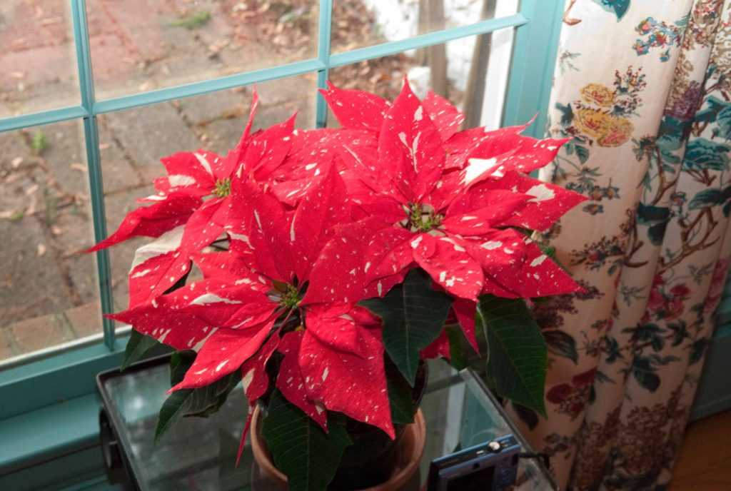 Мастер-класс по созданию волшебного цветка пуансетия "рождественская звезда"  | страна мастеров