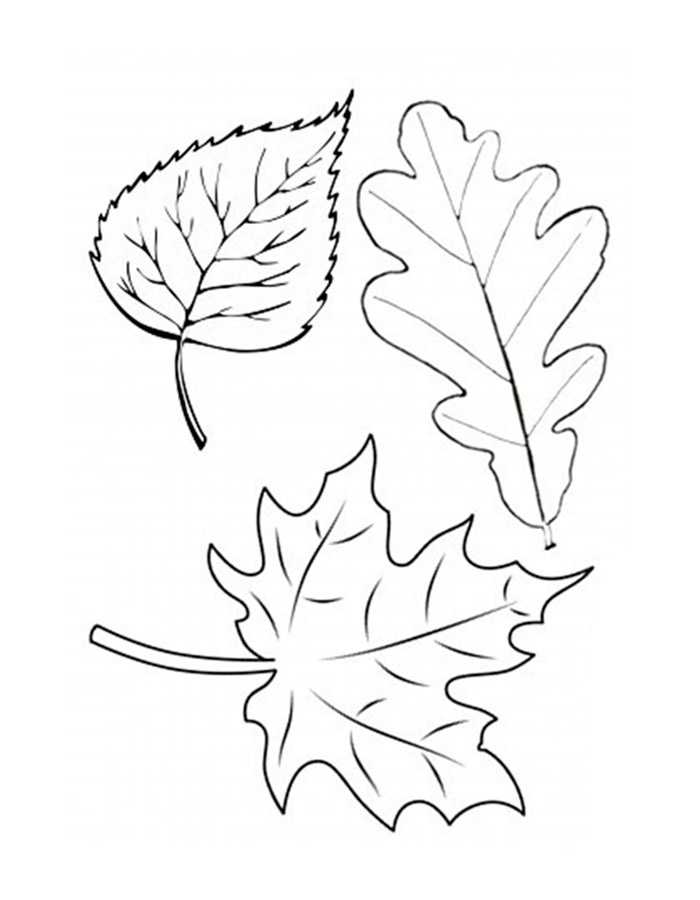 Осенние листья: картинки, шаблоны, трафареты. трафарет листьев