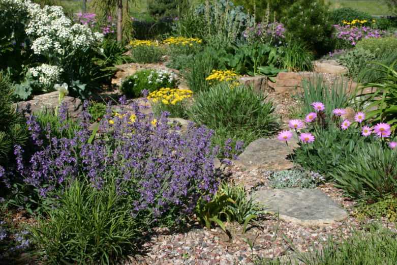Засухоустойчивые цветы и растения: декорируем клумбу на солнечном участке
