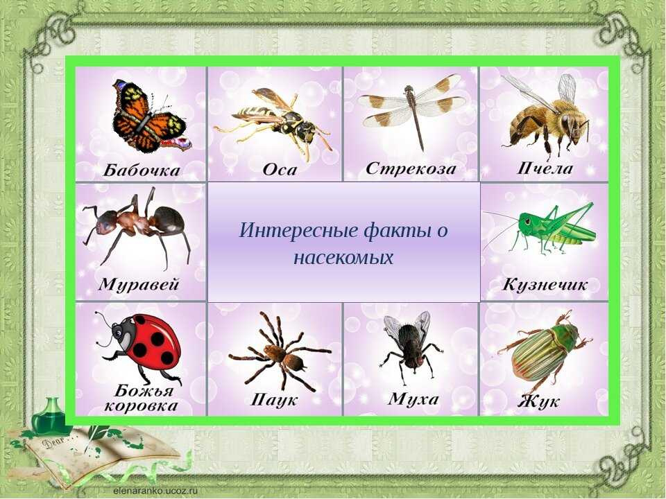 Рассказ про насекомых по окружающему миру, 2 класс