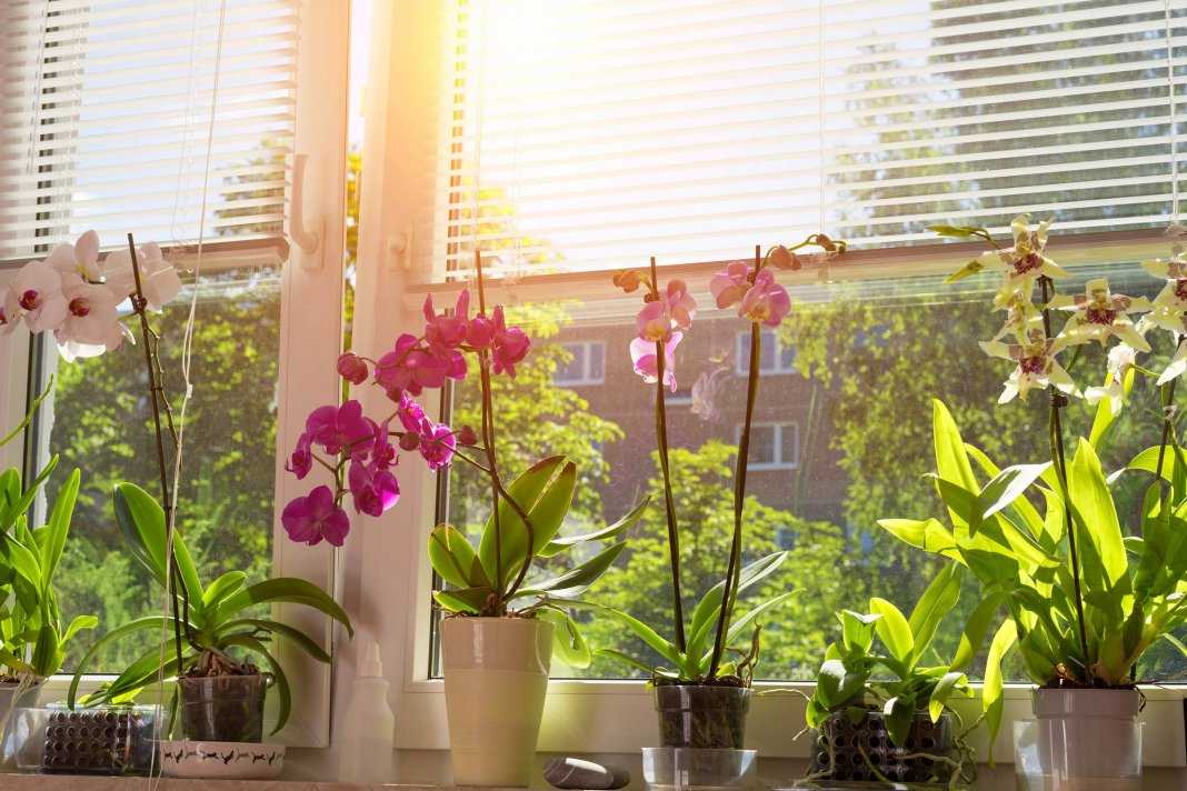 Орхидеи из бисера: мастер класс и схемы плетения для начинающих