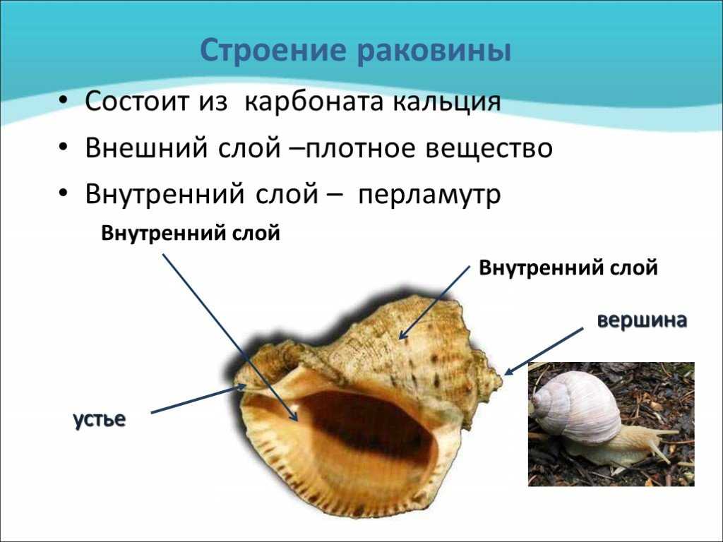Морские раковины - сокровища конхиломанов