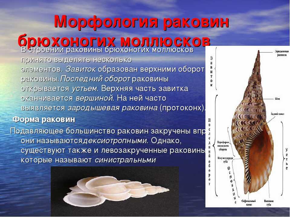 Сделайте вывод о значении о раковины в жизни моллюсков.из чего образуются раковины