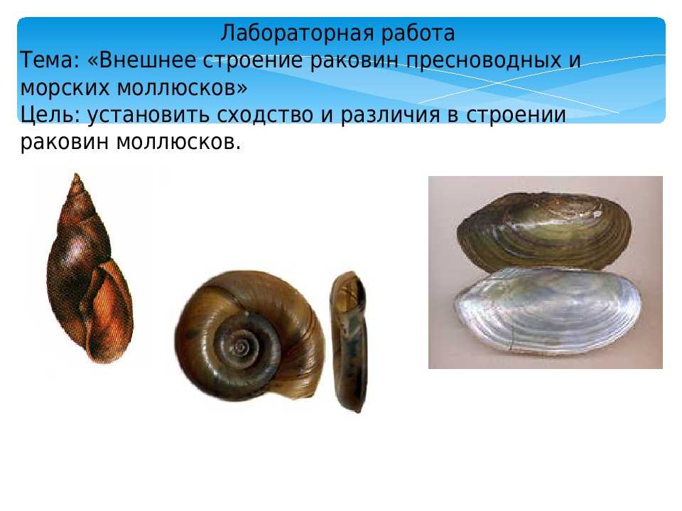 Речные и морские двустворчатые моллюски: где обитают и чем питаются, строение и практическое значение видов