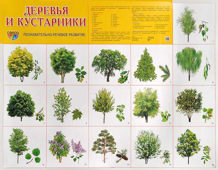 Лист дерева. строение, функции и виды листьев.