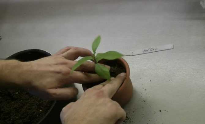 Как выращивать суккуленты из семян: выбор семян, правила посадки, проращивание и уход