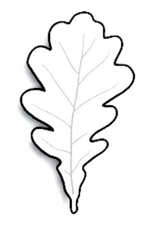 Шаблон дубового листа для вырезания, аппликация желудь, поделка лист дуба - распечатать шаблон: как сделать аппликацию дуба из бумаги с листьями