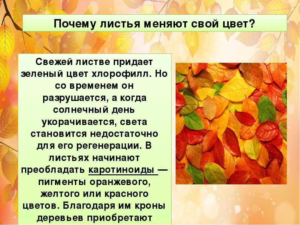 Выделение растений листопад урок. Почему листья меняют цвет осенью. Осенняя окраска листьев. Почему листья меняют свой цвет. Изменение окраски листьев осенью.