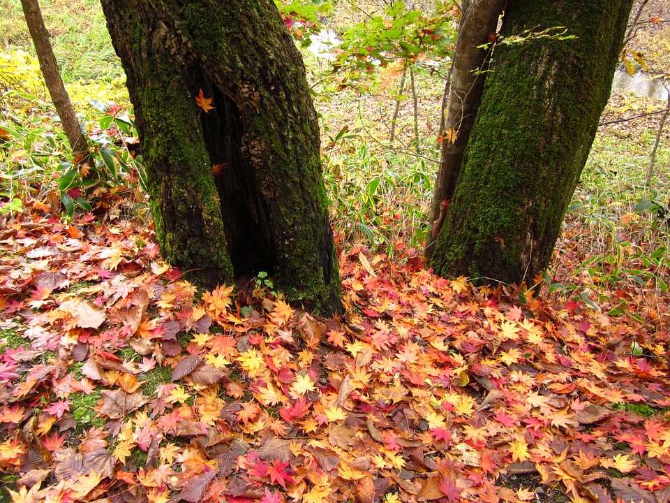 Осенние поделки домики из природного материала пошагово