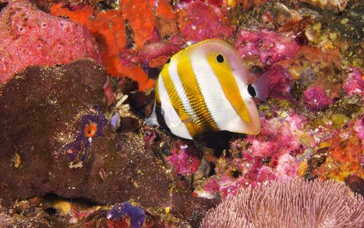 Удивительные обитатели морских глубин: фото и видео