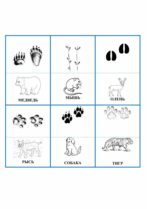 Как научиться различать следы животных и выслеживать их