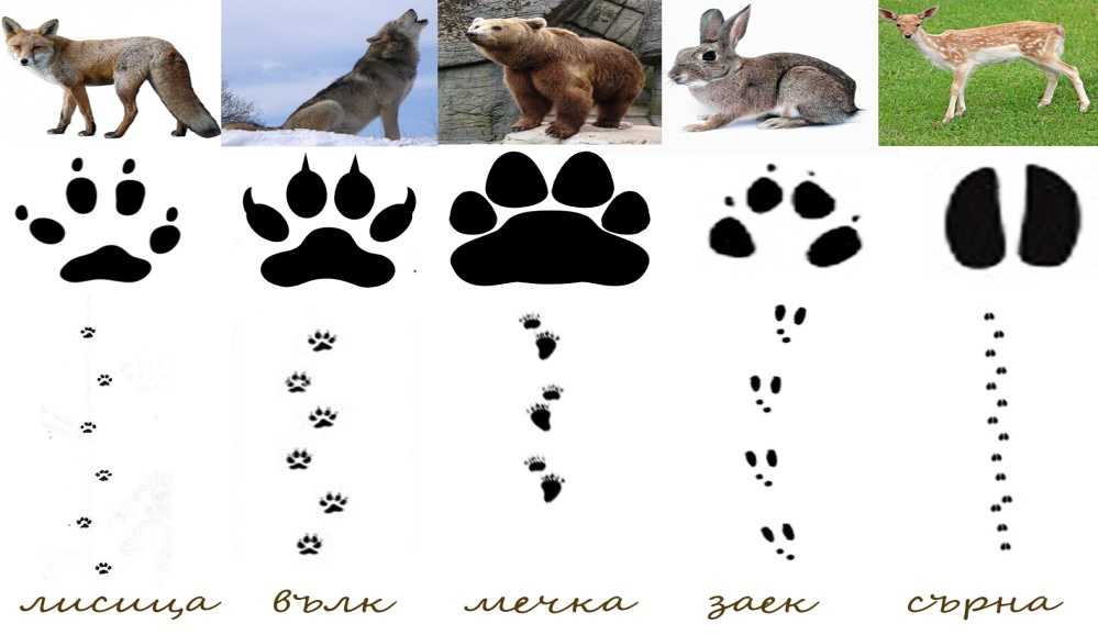 Практическая классификация следов ног зверей и птиц