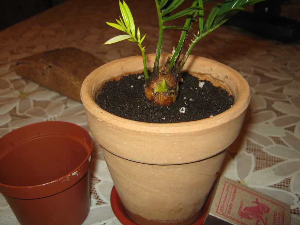 Как заставить кактус цвести в домашних условиях