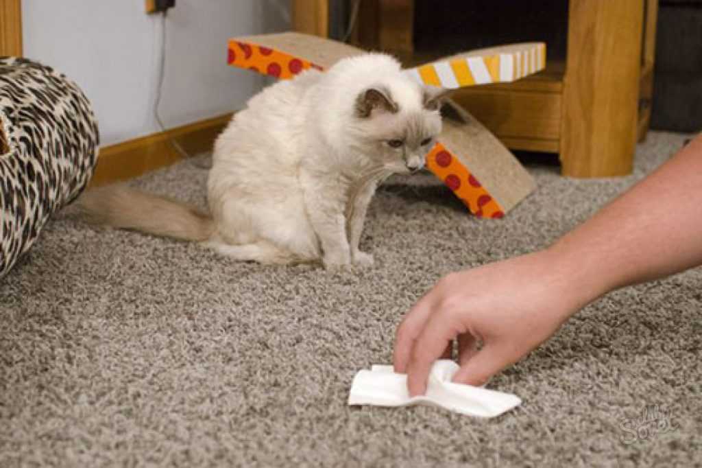 Как избавиться от запаха кошачьей мочи на ковре - 15 способов, как вывести запах в домашних условиях