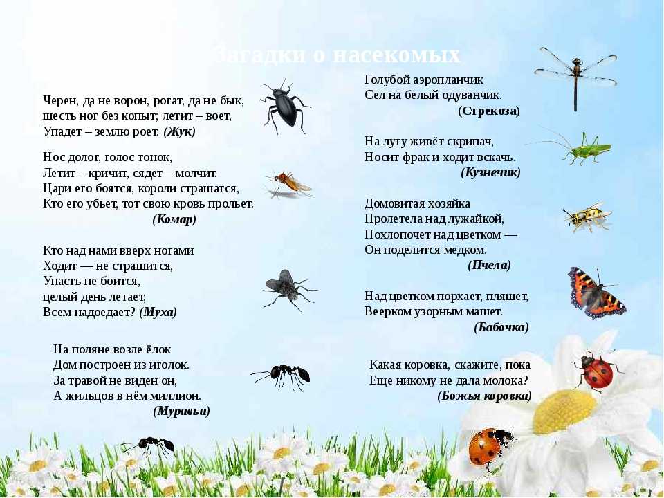 Картинки для детей на тему “насекомые” для занятий в детскому саду