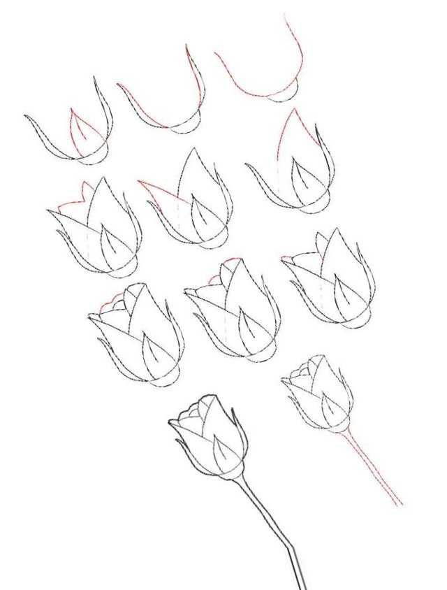 Как нарисовать розу поэтапно карандашом для детей, в вазе, гуашью для начинающих и др: пошаговые инструкции с фото и видео