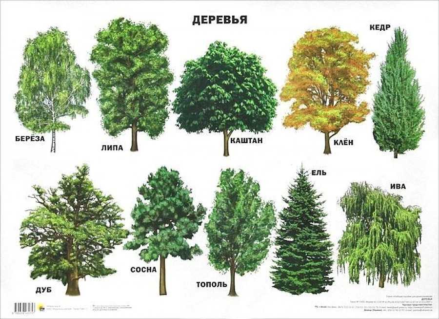 Виды листьев деревьев и растений – фото и названия