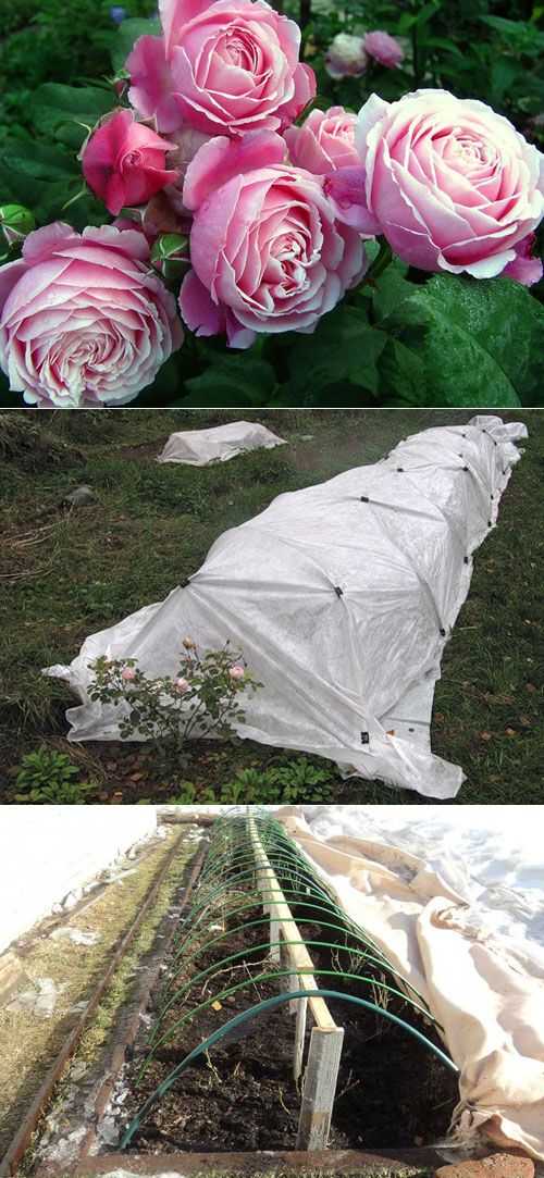 Сорта роз для подмосковья без укрытия на зиму фото и описание