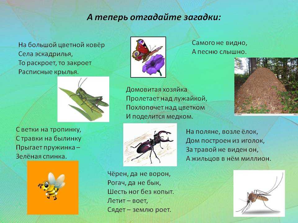 Насекомые картинки для детей: 20+ карточек с изображениями насекомых