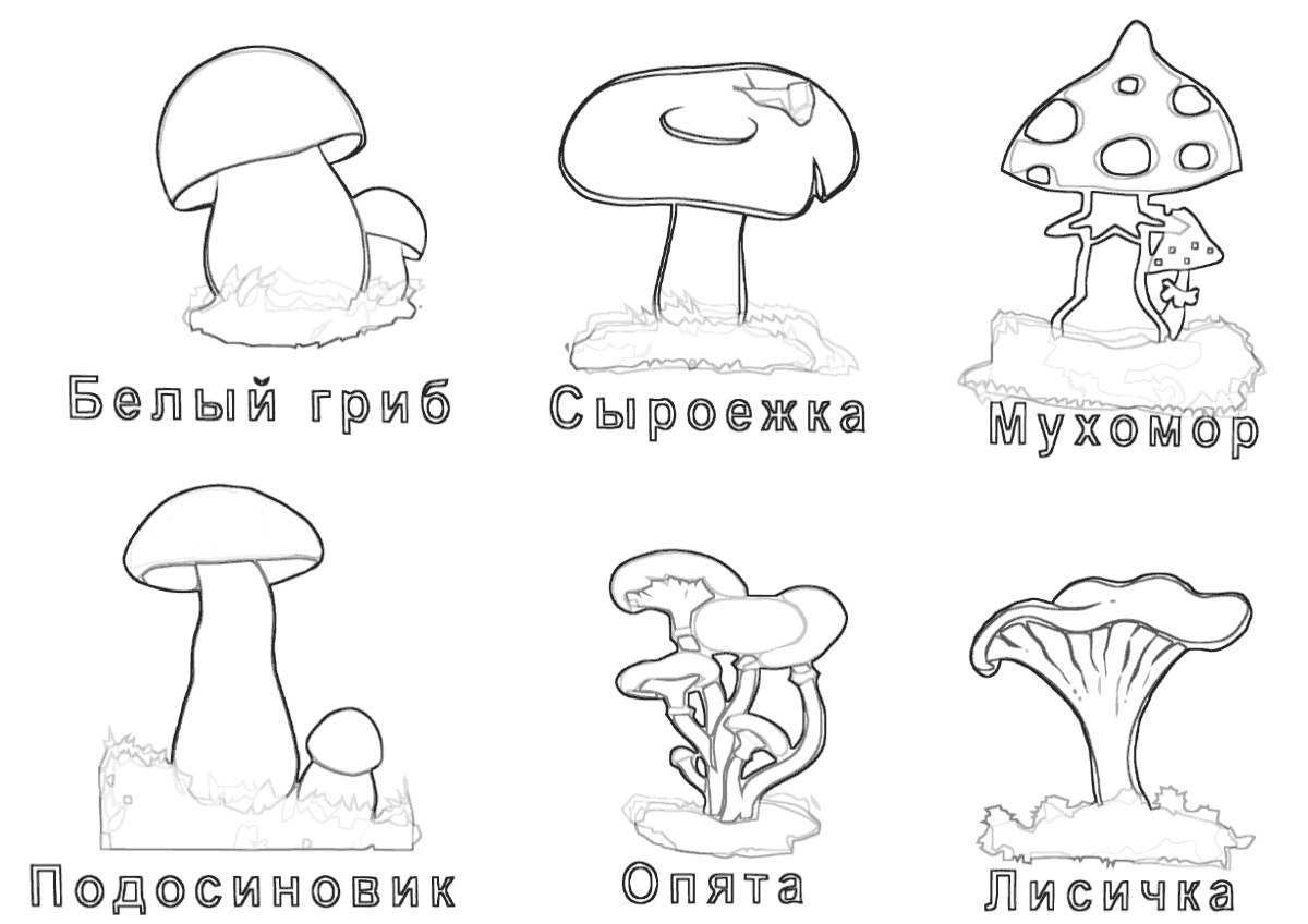 Картинки Грибов Для Детей С Названиями Распечатать