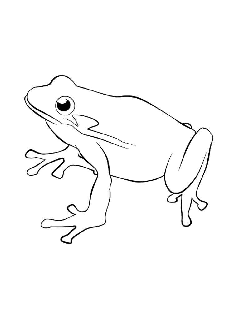 Как нарисовать лягушку поэтапно: легкая, интересная инструкция для ребенка. учимся рисовать лягушку карандашом