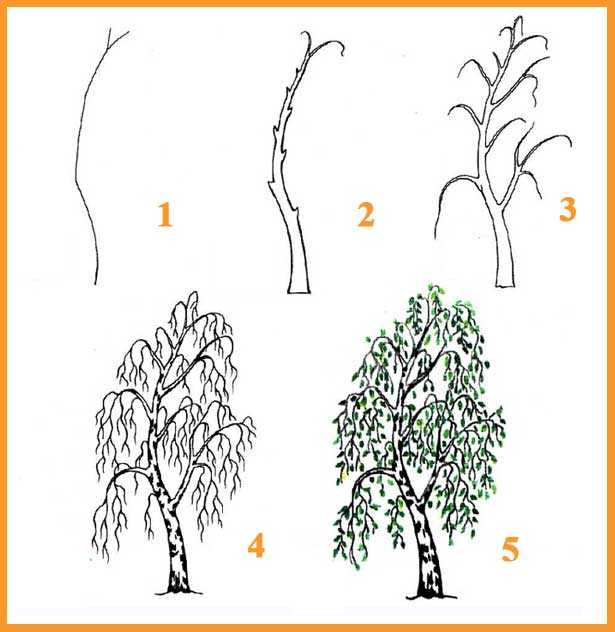 Как рисовать деревья? рисуем дуб, сосну и плакучую иву поэтапно