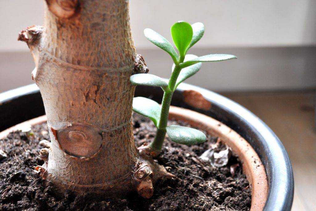 Как вырастить домашнее денежное дерево из отростка и листа – пошаговая инструкция для новичков Особенности посадки, ухода, полива и формирования толстянки с толстым стволом