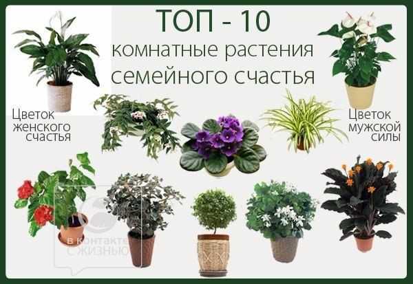 Комнатные растения - фото и названия (каталог)