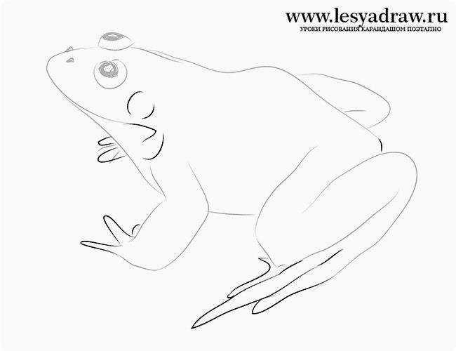 Как нарисовать лягушку поэтапно карандашом для детей - «как нарисовать»