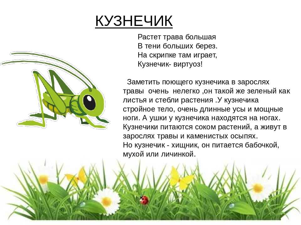 Очаровательные картинки с насекомыми и интересные мини-рассказы про них