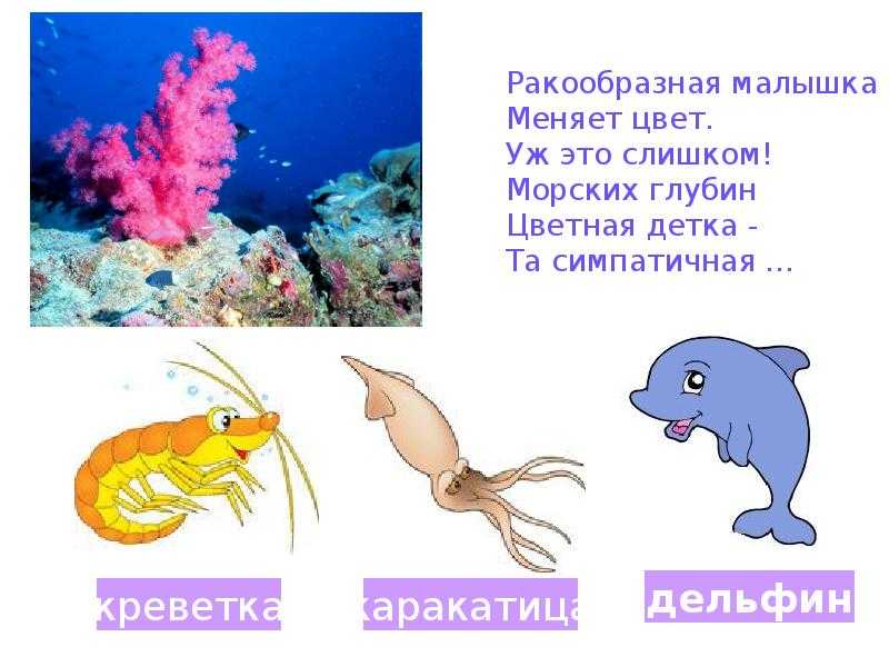 Детские загадки про морских животных. морские загадки