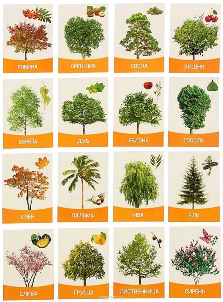 Лиственные деревья: список популярных видов. листья деевье - картинки с названиями
