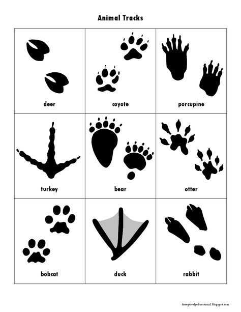 Картинки с изображением следов диких животных для детей