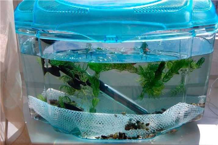 Что нужно для аквариума с рыбками?