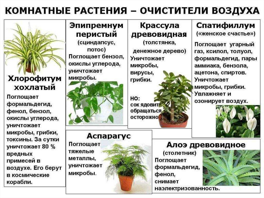 Лучшие комнатные растения