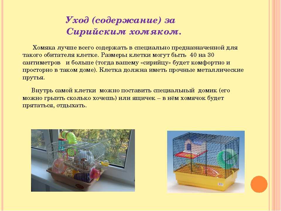 Как ухаживать за хомяком в домашних условиях? уход за хомяками: отзывы, фото :: syl.ru