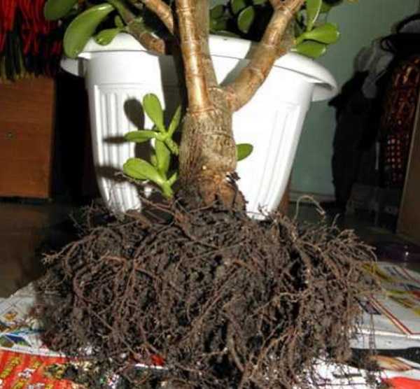 Как вырастить денежное дерево с толстым стволом – в домашних условиях, как добиться утолщения стебля