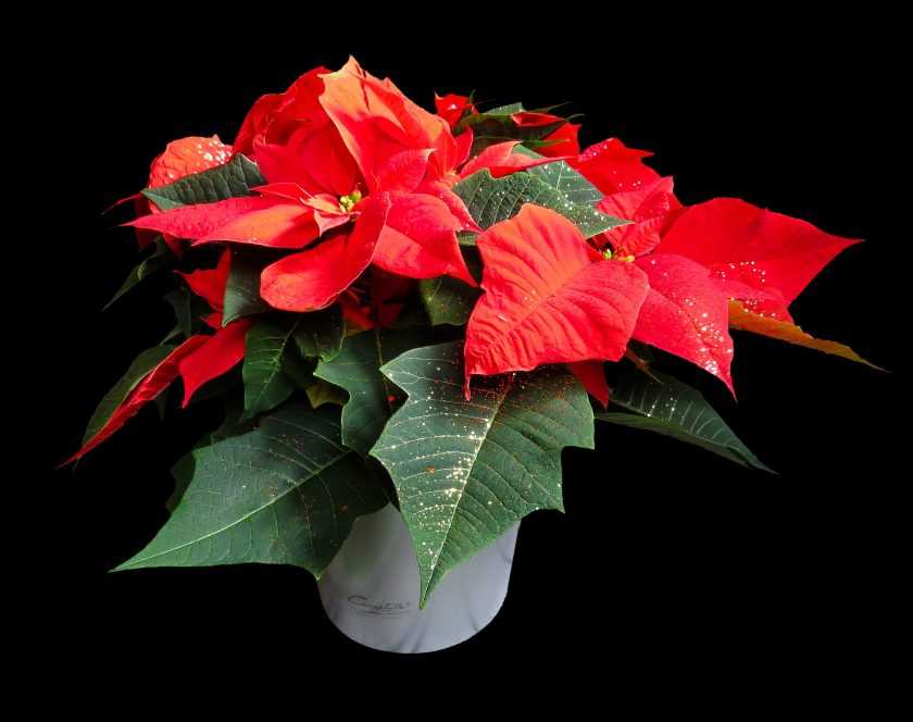Уход в домашних условиях за цветком рождественская звезда (пуансеттия)