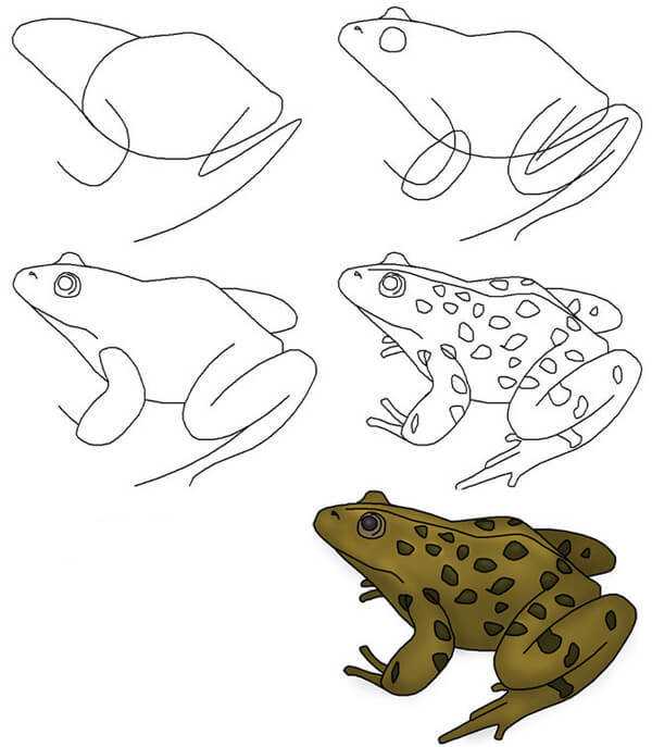 Как нарисовать лягушку поэтапно карандашом. топ вариантов для начинающих