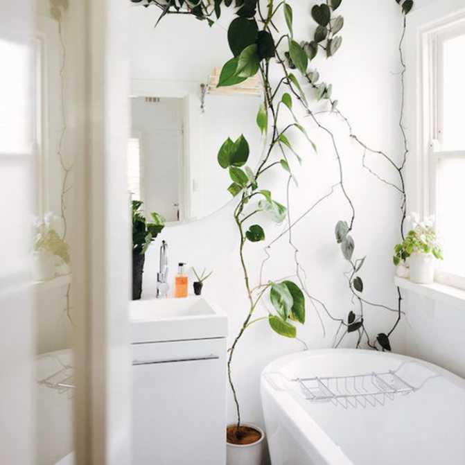 Растения для ванной: какие выбрать и как ими украсить комнату? (+35 фото) | дизайн и интерьер ванной комнаты