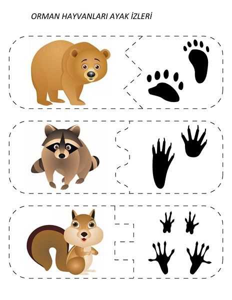 Картинки с изображением следов диких животных для детей