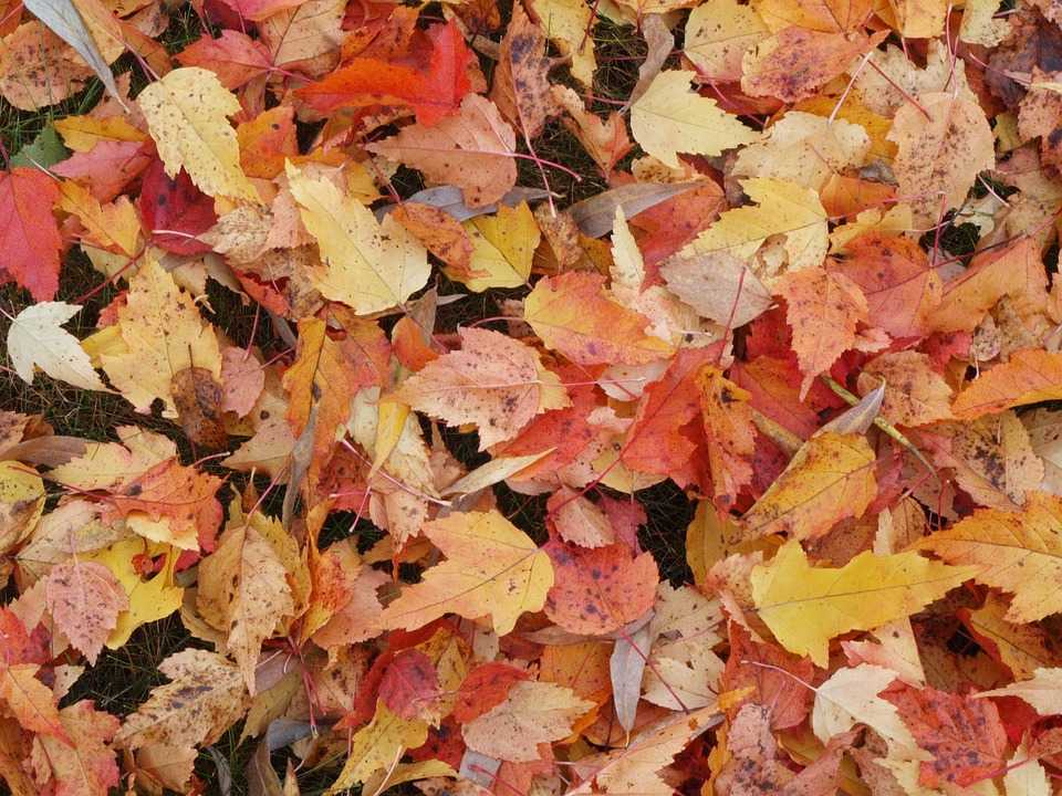Поделки из осенних листьев своими руками: быстро и красиво
