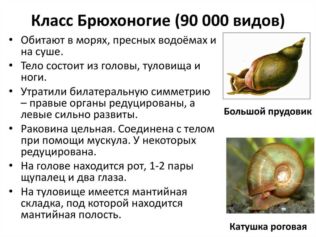 Почему нельзя хранить ракушки дома: приметы о морских раковинах