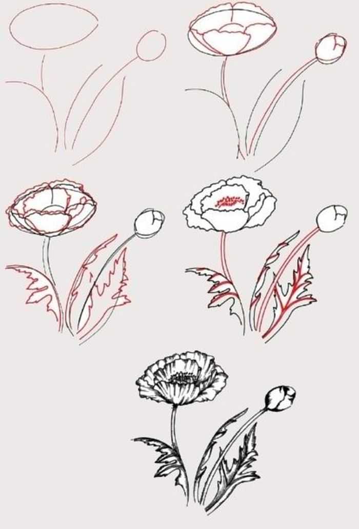 Как нарисовать цветок карандашом: яркий букет поэтапно по схемам для детей и начинающих