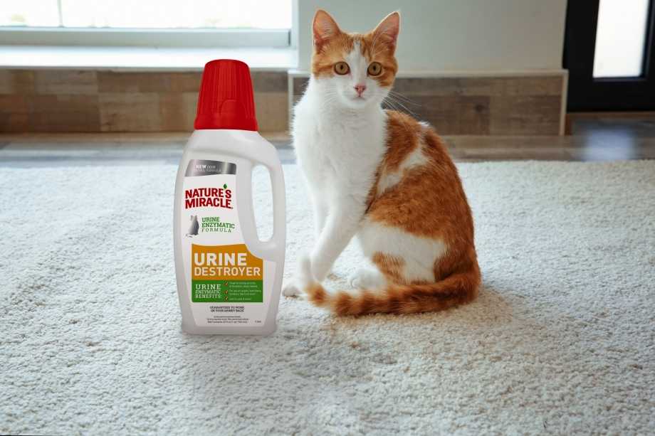 Как и чем убрать стойкий и трудновыводимый запах кошачьей мочи с ковра?