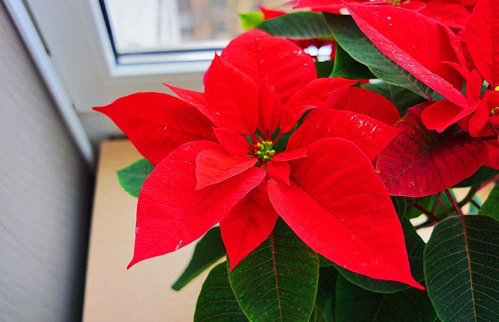 Рождественская звезда  Пуансеттия из бумаги Пошаговый мастеркласс по созданию самых новогодних цветов, самых ярких и красивых цветов пуансеттии,