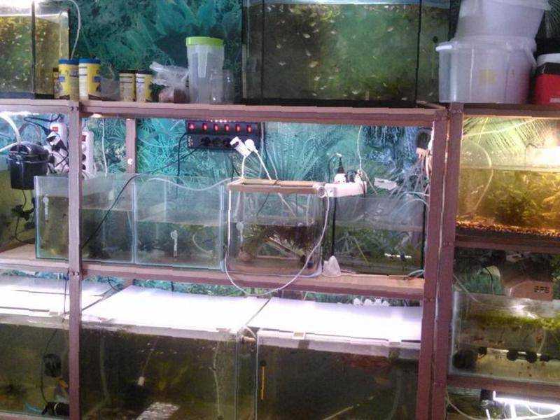 Запуск аквариума с нуля. подготовка и правильный запуск нового аквариума: пошаговая инструкция